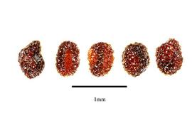  Seeds:  Chironia baccifera ; Photo by R. Gibbons, USDA APHIS PPQ, Kirkbride et al. (2006)
