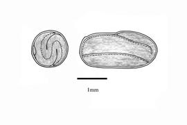  Embryo:  Geranium siamense ; Illustration by K. Parker, Kirkbride et al. (2006)
