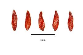  Seeds:  Columnea anisophylla ; Photo by R. Gibbons, USDA APHIS PPQ, Kirkbride et al. (2006)
