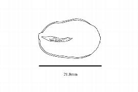  Embryo:  Gnetum scandens ; Illustration by K. Parker, Kirkbride et al. (2006)
