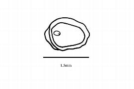  Embryo:  Carpodetus serratus ; Illustration by K. Parker, Kirkbride et al. (2006)
