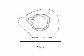  Embryo:  Montinia caryophyllaceae ; Illustration by K. Parker, Kirkbride et al. (2006)
