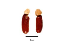  Seeds:  Tersonia brevipes ; Photo by R. Gibbons, USDA APHIS PPQ, Kirkbride et al. (2006)
