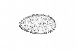   Embryo:   Anigozanthos flavidus ; Illustration by K. Parker, Kirkbride et al. (2006) 
