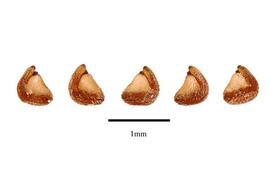  Seeds:  Halophytum ameghinoi ; Photo by R. Gibbons, USDA APHIS PPQ, Kirkbride et al. (2006)
