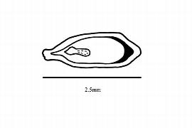  Embryo:  Glischrocaryon aureum ; Illustration by K. Parker, Kirkbride et al. (2006)
