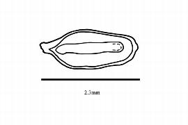  Embryo:  Loudonia behrii ; Illustration by K. Parker, Kirkbride et al. (2006)
