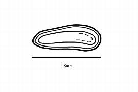  Embryo:  Myriophyllum spicatum ; Illustration by K. Parker, Kirkbride et al. (2006)
