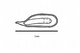  Embryo:  Proserpinaca palustris ; Illustration by K. Parker, Kirkbride et al. (2006)
