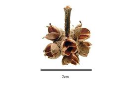  Fruit:  Exbucklandia populnea ; Photo by R. Gibbons, USDA APHIS PPQ, Kirkbride et al. (2006)
