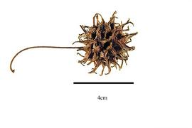  Fruit:  Liquidambar styraciflua ; Photo by R. Gibbons, USDA APHIS PPQ, Kirkbride et al. (2006)
