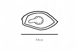  Embryo:  Corylopsis sinensis ; Illustration by K. Parker, Kirkbride et al. (2006)
