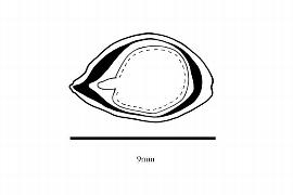  Embryo:  Dicoryphe viticoides ; Illustration by K. Parker, Kirkbride et al. (2006)
