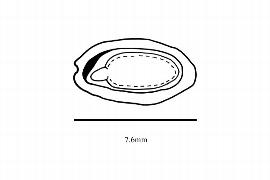  Embryo:  Distyliopsis dunnii ; Illustration by K. Parker, Kirkbride et al. (2006)
