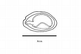  Embryo:  Fortunearia sinensis ; Illustration by K. Parker, Kirkbride et al. (2006)
