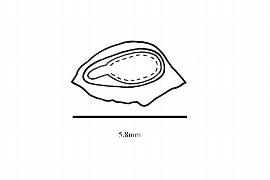  Embryo:  Rhodoleia championii ; Illustration by K. Parker, Kirkbride et al. (2006)
