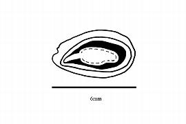  Embryo:  Sycopsis sinensis ; Illustration by K. Parker, Kirkbride et al. (2006)
