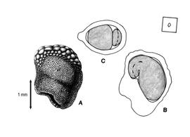   Seed, embryo:   Harrisia martinii ; Illustration by K. Parker, Gunn & Ritchie (1998)
