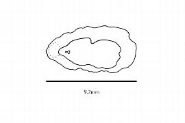   Embryo:   Heliconia latispatha ; Illustration by K. Parker, Kirkbride et al. (2006) 
