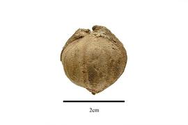  Fruit:  Hernandia guianensis ; Photo by R. Gibbons, USDA APHIS PPQ, Kirkbride et al. (2006)
