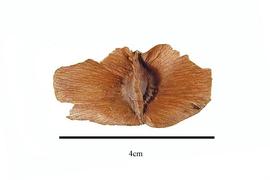  Fruit:  Hernandia jamaicensis ; Photo by R. Gibbons, USDA APHIS PPQ, Kirkbride et al. (2006)
