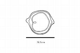  Embryo:  Hernandia guianensis ; Illustration by K. Parker, Kirkbride et al. (2006)
