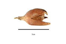  Fruit:  Hua gabonii ; Photo by R. Gibbons, USDA APHIS PPQ, Kirkbride et al. (2006)
