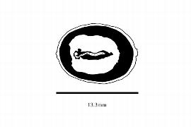  Embryo:  Hua gabonii ; Illustration by K. Parker, Kirkbride et al. (2006)
