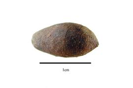  Fruit:  Humiria balsamifera ; Photo by R. Gibbons, USDA APHIS PPQ, Kirkbride et al. (2006)
