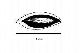  Embryo:  Sacoglottis amazonica ; Illustration by K. Parker, Kirkbride et al. (2006)
