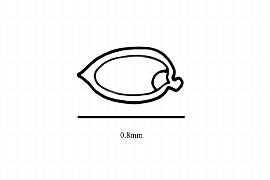  Embryo:  Trithuria submersa ; Illustration by K. Parker, Kirkbride et al. (2006)
