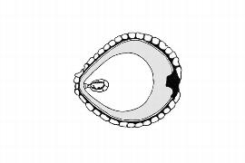  Embryo:  Prosopanche americana ; Illustration by K. Parker, Kirkbride et al. (2006)
