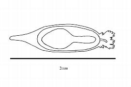  Embryo:  Philadelphus lewisii ; Illustration by K. Parker, Kirkbride et al. (2006)
