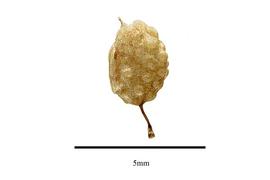   Fruit:   Halophila decipiens ; Photo by R. Gibbons, USDA APHIS PPQ, Kirkbride et al. (2006) 
