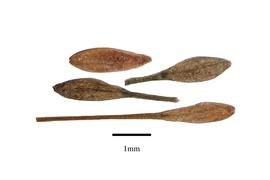   Fruits:   Lagerosiphon  sp.; Photo by R. Gibbons, USDA APHIS PPQ, Kirkbride et al. (2006) 
