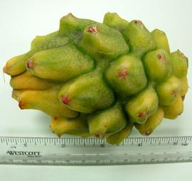   Fruit:   Hylocereus  sp.; Photo by N. Diaz, USDA APHIS PPQ, imageID.idtools.org
