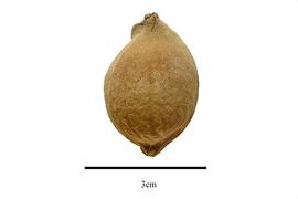  Fruit:  Icacina oliviformis ; Photo by R. Gibbons, USDA APHIS PPQ, Kirkbride et al. (2006)
