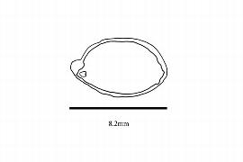   Embryo:   Illicium verum ; Illustration by K. Parker, Kirkbride et al. (2006)
