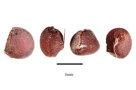   Seeds:   Romulea rosea ; PPhoto by R. Gibbons, USDA APHIS PPQ, Kirkbride et al. (2006) 
