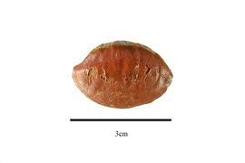   Seed:     Irvingia gabonensis ; Photo by R. Gibbons, USDA APHIS PPQ, Kirkbride et al. (2006)
