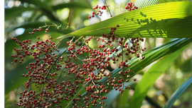   Fruit:   Joinvillea plicata ; Photo by Jakob Fahr, gbif.org
