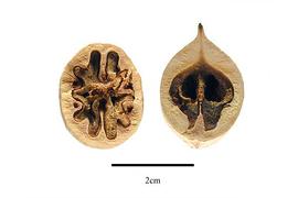  Seed:  Carya glabra ; Photo by R. Gibbons, USDA APHIS PPQ, Kirkbride et al. (2006)
