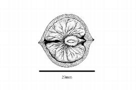  Embryo:  Carya ovata ; Illustration by K. Parker, Kirkbride et al. (2006)
