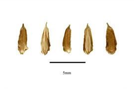   Fruits:   Lilaea scilloides ; USDA APHIS PPQ, Kirkbride et al. (2006) 
