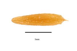   Seed:   Lilaea scilloides ; USDA APHIS PPQ, Kirkbride et al. (2006) 
