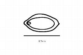  Embryo:  Lactoris fernandeziana ; Illustration by K. Parker, Kirkbride et al. (2006)
