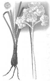   Fruits:   Lanaria lanata ; Illustration in Marloth's The Flora of South Africa, Vol 4 (1915), courtesy of Watson and Dallwitz 1992 onwards 
