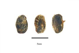  Seeds:  Sinofranchetia chinensis ; Photo by R. Gibbons, USDA APHIS PPQ, Kirkbride et al. (2006)
