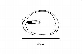  Embryo:  Decaisnea fargesii ; Illustration by K. Parker, Kirkbride et al. (2006)
