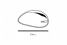  Embryo:  Stauntonia hexaphylla ; Illustration by K. Parker, Kirkbride et al. (2006)
